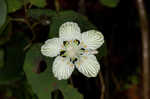 Kidneyleaf grass of Parnassus